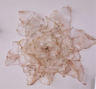 Starfish (SOLD)<br />
Resin and fiberglass<br />
38 x 43