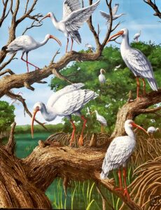 ibises sitting in a tree