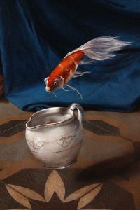 floating gold fish over a saucer