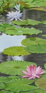 pink lilies in a pond