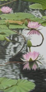 pink lilies in pond