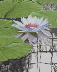 white lily in pond