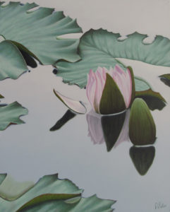 pink lily in pond