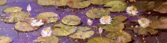 Purple Lilies 1 (available from the Artist's studio)<br />
Oil on Canvas<br />
18 x 62