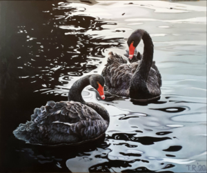 two black swans in the water